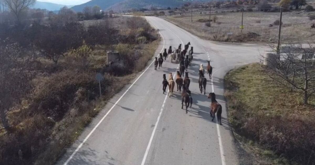 Isparta’da yılkı atları dronla görüntülendi