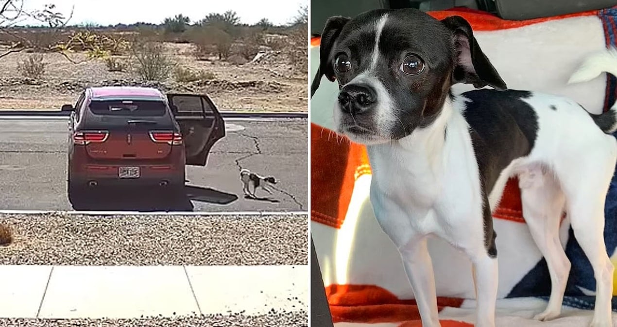 Vicdansızca sokağa terk edip kahkahalar attılar… Sonunda ‘Kısmet’ini buldu